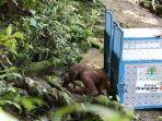 Dua-orangutan-saat-dilepasliarkan-di-kawasan-taman-nasional.jpg