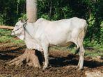 Ilustrasi-sapi-ongole-888.jpg
