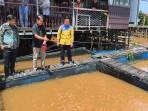 Keramba Apung Nilavis Berkarya Hasilkan Ratusan Kilo Ikan Sekali Panen