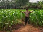 Kondisi-tanaman-jagung-di-demplot-Polsek-Ngabang-di-belakang-Kantor.jpg