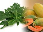 Manfaat-daun-pepaya-ini-bisa-juga-kamu-rasakan-setelah-2-minggu-rutin-mengkonsumsi-daun-pepaya.jpg