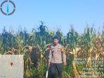 Marau-Jagung.jpg
