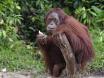 Orangutan-ini-menjalani-tahapan-akhir-dari-proses-pemulihan-dan-pelatihan.jpg