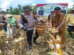 PANEN-JAGUNG-14.jpg