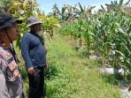 Kapolsek Sungai Kunyit Pantau Kesiapan Lahan Panen dan Penanaman Jagung Hybrida