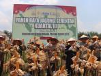 PANEN-JAGUNG23rewf.jpg