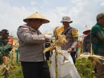 PANEN-JAGUNG3REWDF.jpg