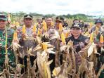 Dorong Ketahanan Pangan Menuju Swasembada 2025, Polres Sanggau Panen Raya Jagung Hibrida