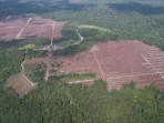 PERKEBUNAN-KELAPA-SAWIT23rwer23.jpg