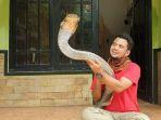 Panji-Petualang-mengungkap-ternyata-baru-baru-ini-ia-digigit-oleh-ular-king-kobra.jpg