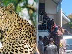 Petugas-tengah-mengevakuasi-macan-tutul.jpg