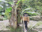 Pohon-Pisang-Unik-yang-memiliki-tandan-sdf-sdf-sd.jpg