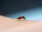 SINGKAWANG-Ilustrasi-nyamuk-Aedes-Aegypti.jpg