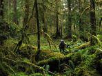 Saat-Pohon-Hutan-Hujan-Tropis-Gagal-Berfotosintesis-Picu-Kematian-Massal.jpg