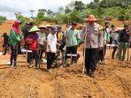 Suasana-Jagung-Sanggau.jpg