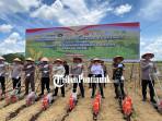 TANAM-JAGUNG-45trgfre4r.jpg