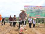 TANAM-JAGUNG-rwdsfd.jpg