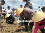 TANAM-JAGUNG34tre.jpg