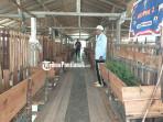 TERNAK-KAMBING235r4ewf.jpg