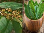 air-rebusan-daun-salam-obat-tradisional-kolesterol-begini-cara-merebusnya.jpg