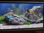 akuarium-digital-screensaver-windows.jpg