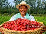 berkebun-dengan-menanam-cabe-atau-cabai.jpg