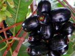 buah-jamblang-diklaim-sembuhkan-banyak-penyakit-ini-manfaat-buat-jamblang-atau-duwet.jpg