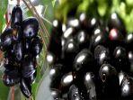 buah-jamblang-obat-menurunkan-gula-darah-dan-kolesterol-ini-manfaat-buah-jamblang-untuk-kesehatan.jpg