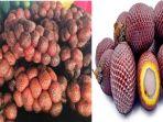 buah-kelubi-dan-aguaje-adalah-buah-yang-mirip-salak.jpg