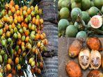 buah-pinang-akar-serta-daunnya-dimanfaatkan-sebagai-obat.jpg