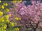 bunga-sakura-mekar_20160226_081025.jpg