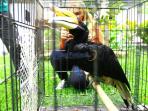 burung-rangkong_20160620_235042.jpg