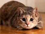 cara-ampuh-mencari-kucing-yang-hilang-atau-kabur-dari-rumah.jpg