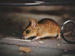 cara-megusir-tikus-di-rumah-secara-alami-tanpa-harus-membunuh.jpg