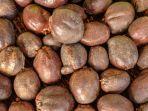 cara-mengkonsumsi-buah-zuriat-buah-zuriat-menyehatkan-jantung-dan-menurunkan-kolestrol.jpg