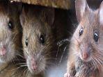 cara-usir-tikus-dengan-mentega-cara-jitu-tanpa-ribet-tikus-langsung-kabur.jpg