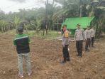 cek-lahan-jagung.jpg