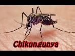 chikungunya-satu-di-antara-penyakit-menular.jpg