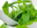 daun-mint_20151215_084936.jpg