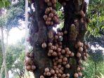deretan-manfaat-buah-kepel-buah-kepel-digemari-puteri-kraton-kraton-dijawa.jpg