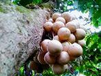 deretan-manfaat-buah-limpasu-ternyata-gizi-buah-limpasu-mampu-mengobati-demam-akibat-infeksi.jpg