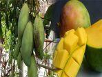 deretan-manfaat-buah-mangga-turunkan-tekanan-darah-hingga-mencegah-kanker.jpg