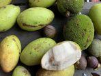 deretan-manfaat-buah-wani-bali-mampu-mengobati-tekanan-darah-tinggi.jpg