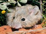 dianggap-punah-tikus-gould-ditemukan-kembali.jpg