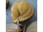 durian-serumbut-asal-ponti-kayan_20180119_191126.jpg