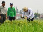 foto-saat-kunjungan-kementrian-pertanian-ri-ke-kebun-percobaan.jpg