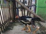 heboh-ayam-kaki-empat-unik.jpg