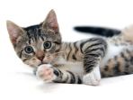 hewan-peliharaan-kucing_20180917_080456.jpg