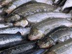 ikan-salmon-segar-121221.jpg