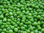 ilustrasi-kacang-polong-545445.jpg